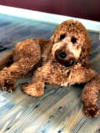 CurlyDOODLES- Red Carpet Idaho Tater  "Tate" (father of the Gilligan Collection)