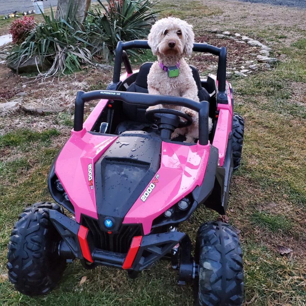 Roxie's ready to ride